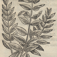 Chatalhuic Cassia Silvestri