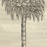 Nucis Indicae, et Cocci vocati arbore