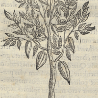 Cacaua Quahuitl ou cacari cacaufera