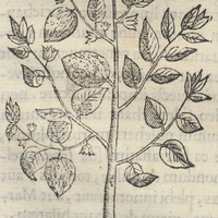 QVAVHPATLaTHLI Cacauifera V.
