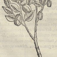 Copalxochotl ou arbore Gummosa pruniformi
