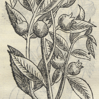 XALXOCOTL Pomum Arenosum