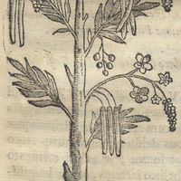 Quauhayohuatli II. ou Cassia fistuLa