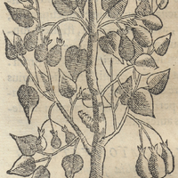 Quauhayohuatli III. ou femine arboris Cucurbitina nuclei Pinus forma, purgante