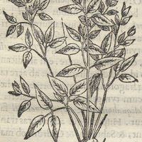TLapalezpatli ou fluentis sanguinis, medicina