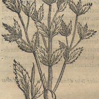 Acapatli