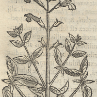 Hoitzit Xilxochitl Origanina
