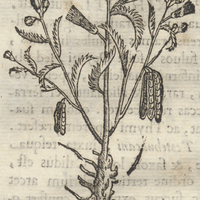 TLacoxiloxochitl flore Barbato