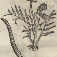 TLacoxiloxochitl flore Barbato