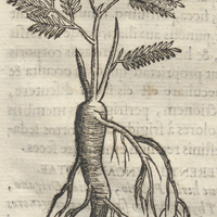 TLacoxiloxochitl flore Barbato
