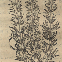 TLacoxochitl, quam alij TzontLatLauhqui ou appelés Capillos rubcos (cheveux rouges)