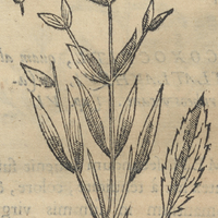 TLatLacotic TepoztLanensi Scabiosa fruticosa Mexicana