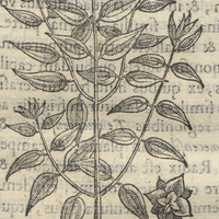 Acuilotl ou Volubili Aquatica