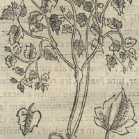 Axixpatli Texaxahuacensi. Volubili quinqueLatera
