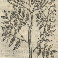 Ecapatli ou Sambuco
