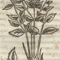 Huitxiqua