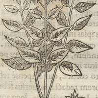 Toton Capatli Syringa lutea