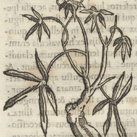 Ytzticpatli frutice Febrifuga