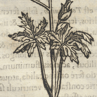 Ytzticpatli frutice Febrifuga