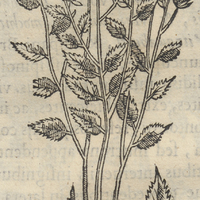 Quauh tlepatli Ocymifolia