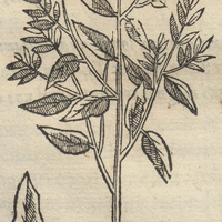 Quauhtlepatli II. Volubili Limonifolia