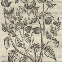 TLatLancuaye Piperis longi pLanta, alij sue eius generibus