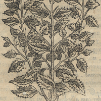 Ahuapatli. Chamedri Mexicana