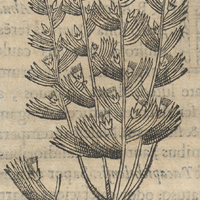 ACXOYATIC alia. = Acxoyatic Herba Nunnij