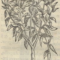 CHILLI, Piper siliquosum Mexicanum. = Chile, ou Pipere Indico siliquoso