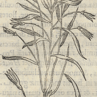ChilpantLaçolli ou signo stercoris