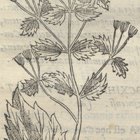 Cocotemecatl ou fune Volubili acri
