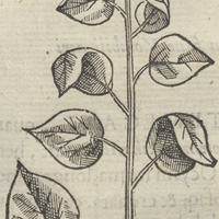 Cocoxihuitl expurgatoria