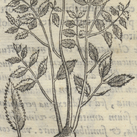 Cococxihuitl Teuhcaltzincensi