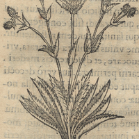 Cohayelli ou Chichica Hoazton ou herba serratorum foliorum