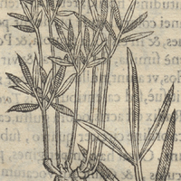 Tzahuengueni ou FilipenduLa Michuac. Altera.