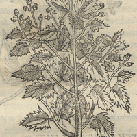 TZOCVILPATLIS ALIA.