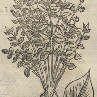 YCATLEPATLIS I.
