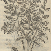 YCATLEPATLIS II.