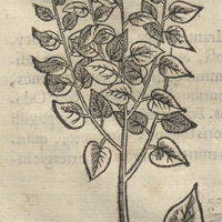 YCHATLEPATLIS III. TLalsicapan.