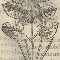 Axixcoçahuizpatli, ou medicina urinae lutea