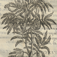 CEMPOAL XOCHITL Caryophylli Mexicani pLanta.