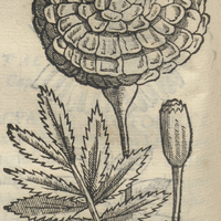 CEMPOAL XOCHITL, seu Giuhnaxochitl. Tzneycepohual. Caryoophyllus Mexicanus I.