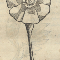OQVICHTLI COCAXOCHITL. Caryophyllus Mexicanus II.