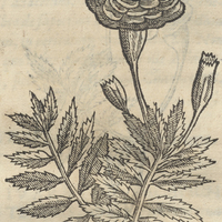 TLaPALTE CACAYATL. Caryophyllus Mexicanus III.