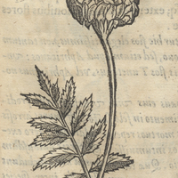 MACVILXOCHITL, seu Maon. Caryoph. Mexic. IV.