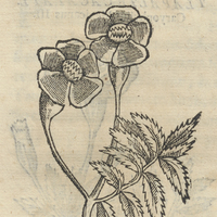 TLaPALCOÇATLI COAXOCHITL. Caryoph. Mexic. V.