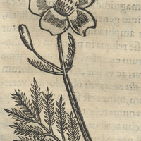 TEPECENPOAL XOCHITL. Caryoph. Mexic. VII.