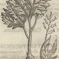Cocoxihuitl ou herba acri