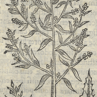 Epazotl, Atriplici odorata Mexicana