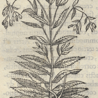 Yauhtli ou nubilosa herba